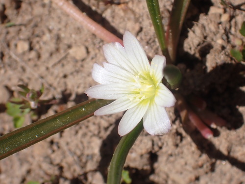 Nevada lewisia (Lewisia nevadensis)