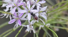 Thelypodium wrightii