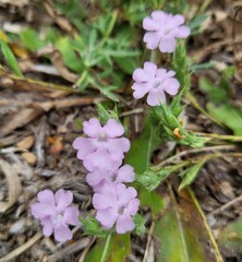 Elytraria bromoides, photograph (c) Nicole, some rights reserved (CC BY)