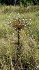 Paepalanthus chiquitensis