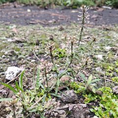 Lepidium schaffneri