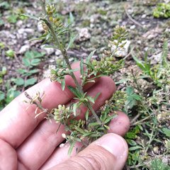 Lepidium schaffneri