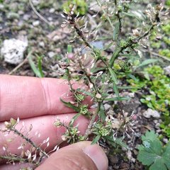 Lepidium schaffneri
