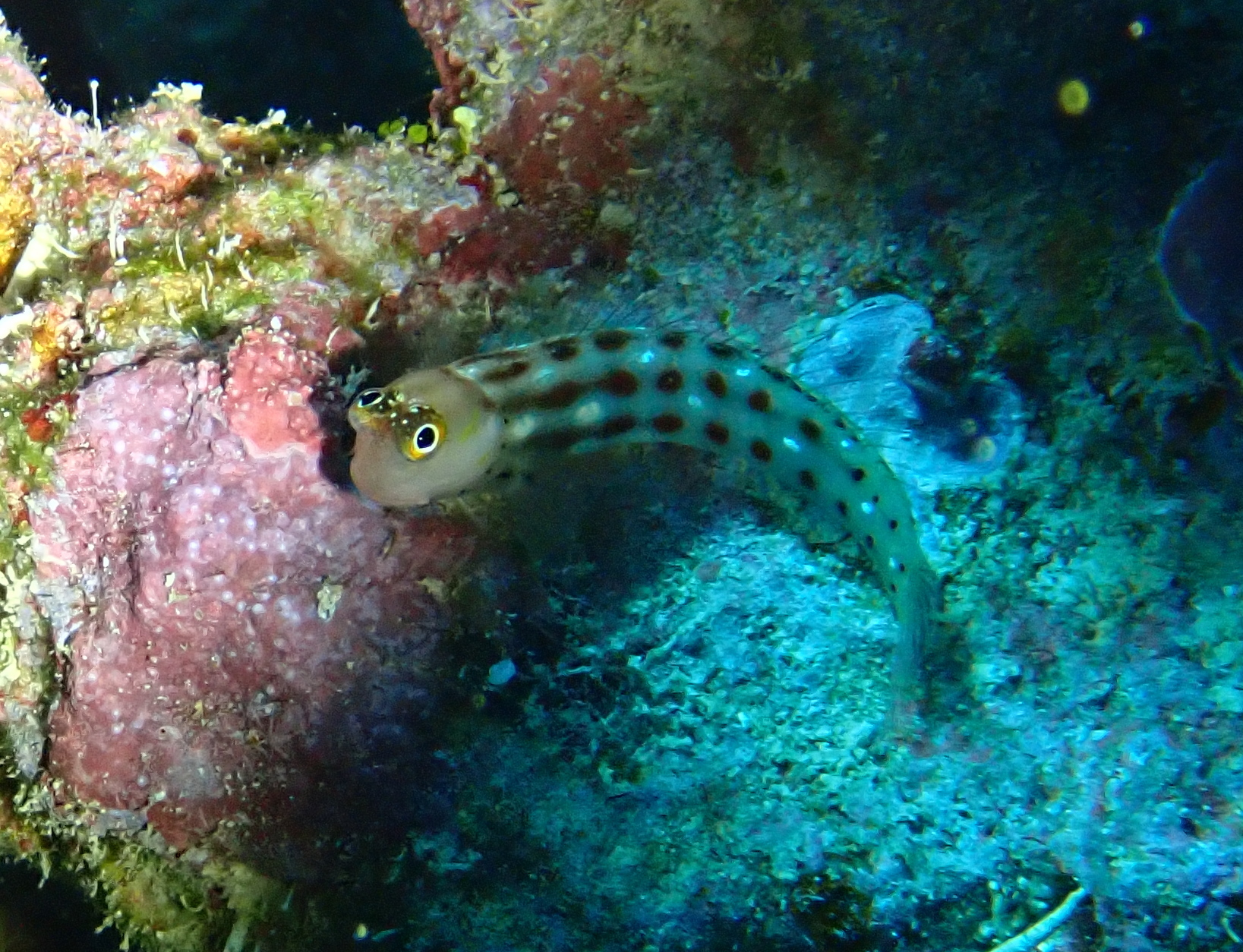 Vanuatu Combtooth Blenny photo 8