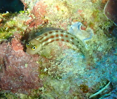 Vanuatu Combtooth Blenny photo 4
