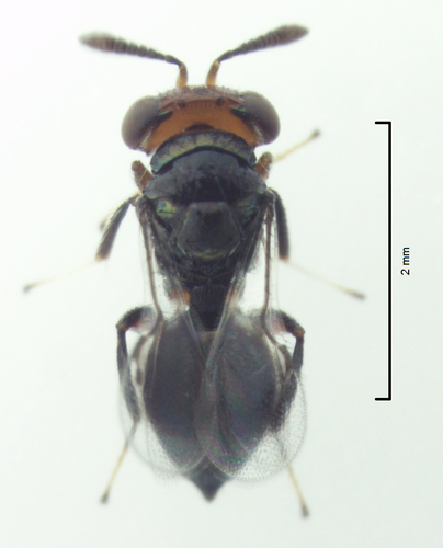 Moranila californica, 2016-10-20
