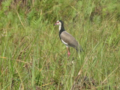 Vanellus crassirostris