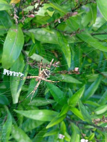 Silver Garden Orbweaver