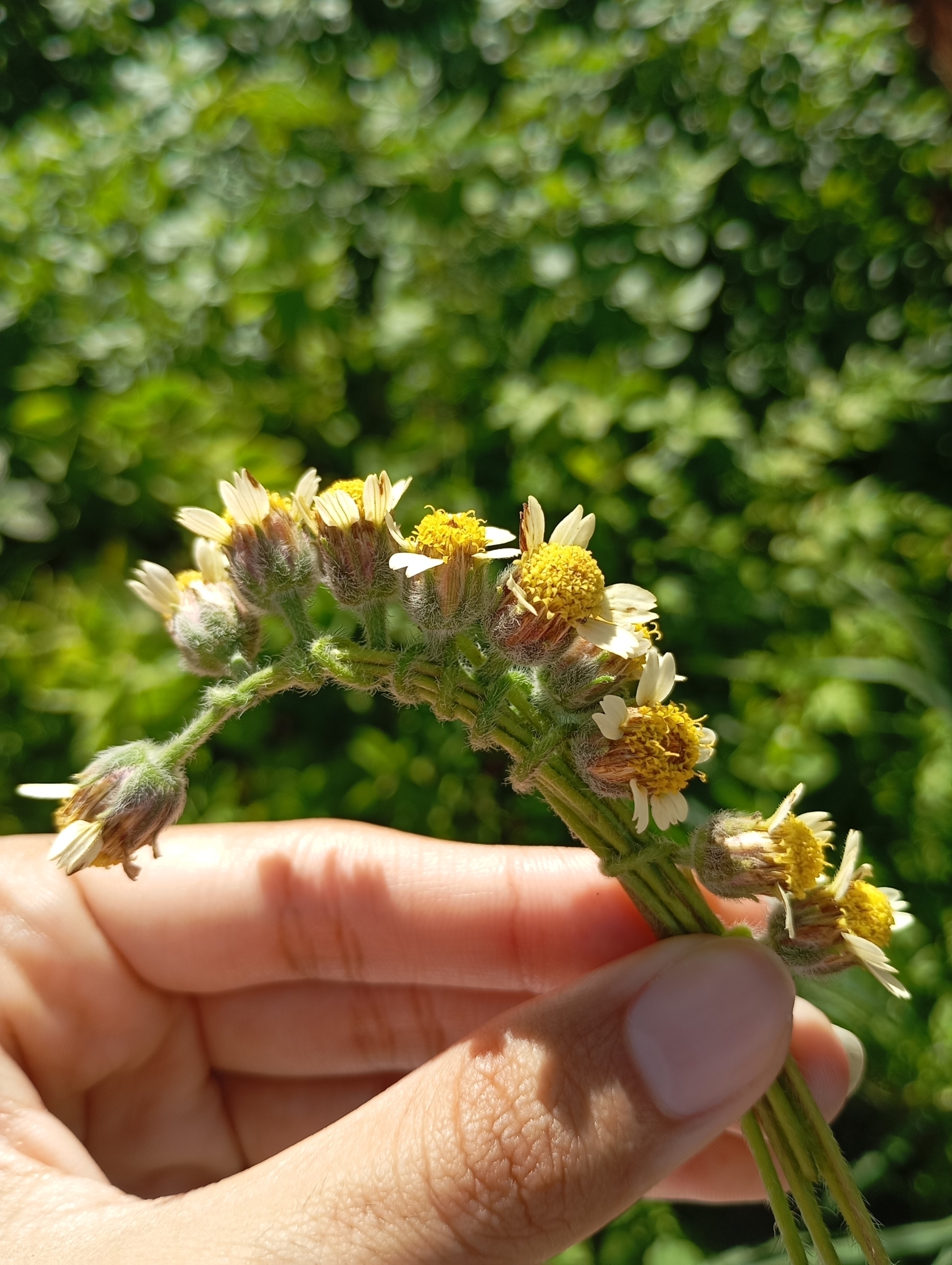 Tridax procumbens