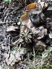 Andricus grossulariae