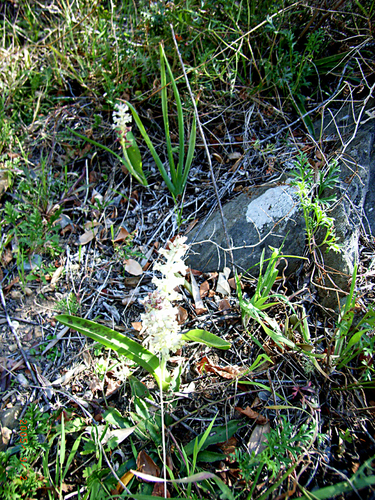 Lachenalia canaliculata