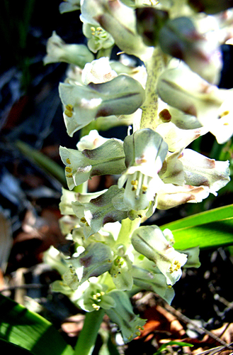 Lachenalia canaliculata