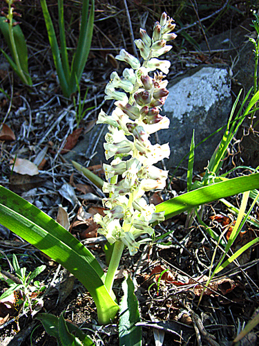Lachenalia canaliculata