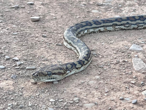 Inland Carpet Python sighting
