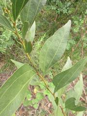 Acacia binervata