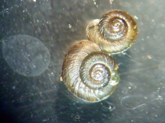 Paralaoma servilis