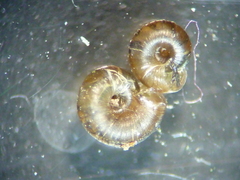 Paralaoma servilis