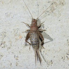 Cycloptilum comprehendens