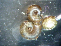 Paralaoma servilis