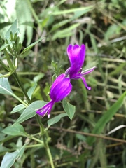 Hypoestes purpurea