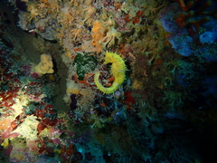 Hippocampus guttulatus