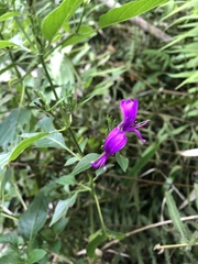 Hypoestes purpurea