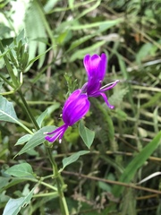 Hypoestes purpurea