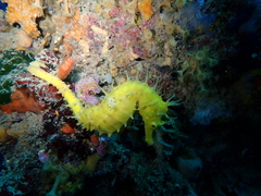 Hippocampus guttulatus