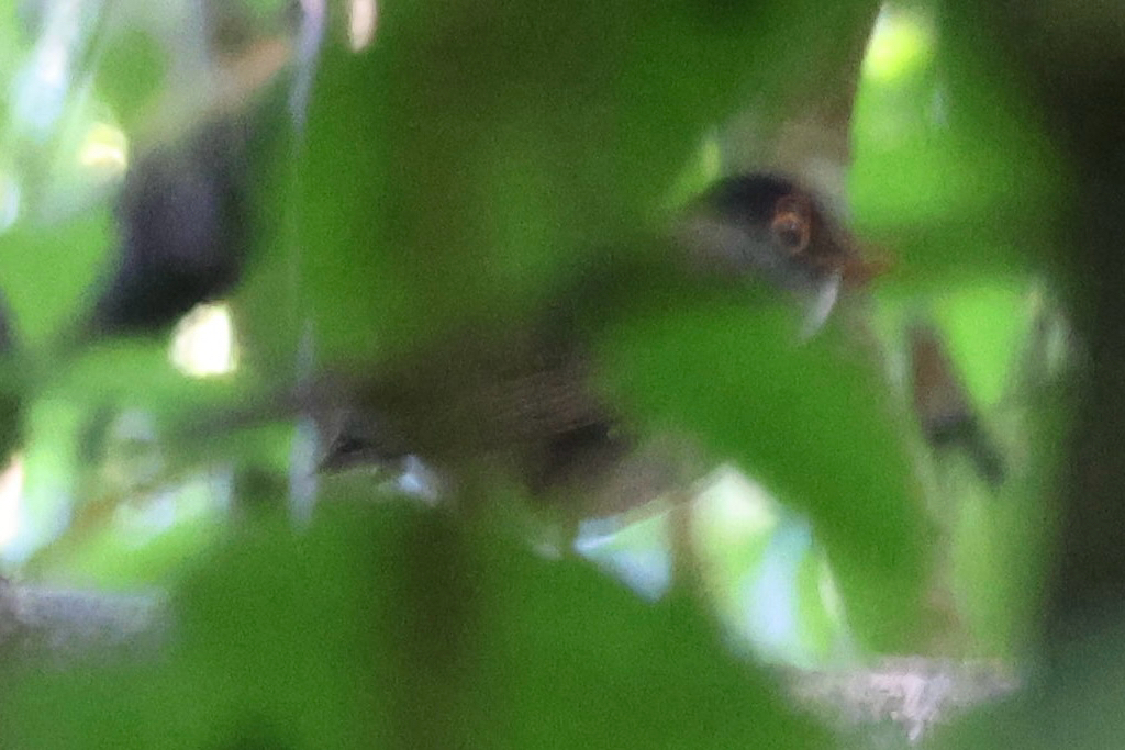 Black-headed Nightingale-Thrush (Catharus mexicanus), photo 3