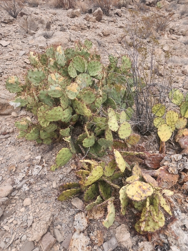 Spiny Fruit Prickly Pear (Opuntia spinosibacca)
