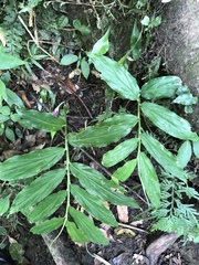 Zingiber shuanglongensis