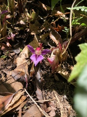 Zingiber shuanglongensis