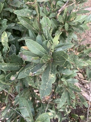 Boscia mossambicensis