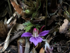 Zingiber shuanglongensis