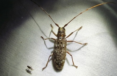 Monochamus carolinensis