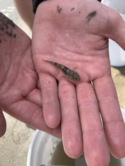 Bathygobius soporator