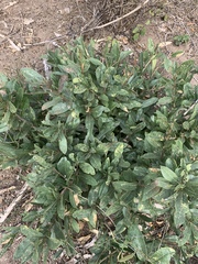 Boscia mossambicensis