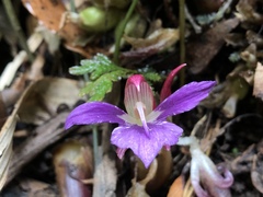 Zingiber shuanglongensis