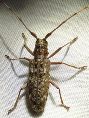 Monochamus carolinensis