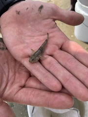 Bathygobius soporator