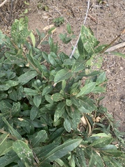 Boscia mossambicensis