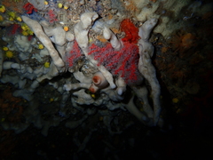 Corallium rubrum