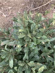 Boscia mossambicensis