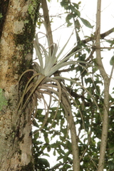 Hilaire's Airplant (Tillandsia hilaireana)