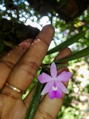 Dimerandra emarginata