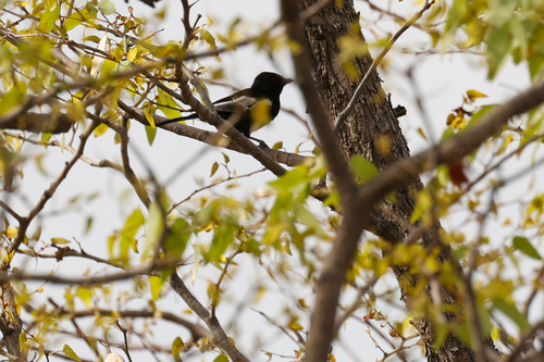 Carp's Tit (Melaniparus carpi), photo 3