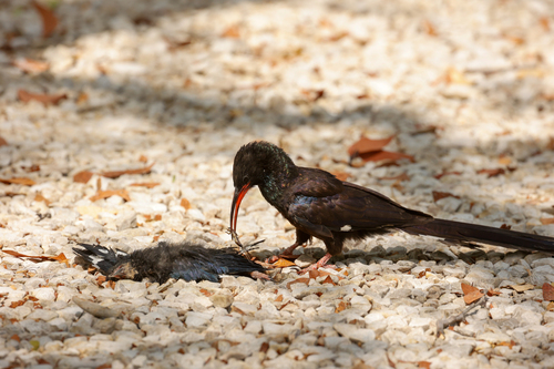 Violet Wood Hoopoe (Phoeniculus damarensis), photo 7