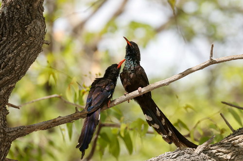 Violet Wood Hoopoe (Phoeniculus damarensis), photo 9