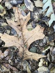 Inonotus quercustris