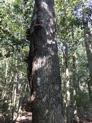 Inonotus quercustris